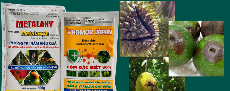 METALAXYL va THOMOR JAPAN DAC TRI BENH THOI TRAI MUA MUA