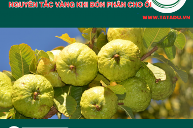 NGUYÊN TẮC VÀNG KHI BÓN PHÂN CHO ỔI