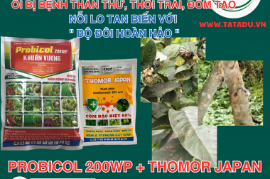 ỔI BỊ THÁN THƯ, THỐI TRÁI, ĐỐM TẢO BÀ CON PHUN NGAY BỘ THUỐC SAU