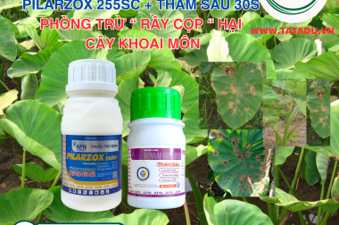 RẦY CỌP KHOAI MÔN: PHUN HOÀI KHÔNG HẾT ? ĐÂY LÀ LÝ DO VÀ GIẢI PHÁP TẬN GỐC