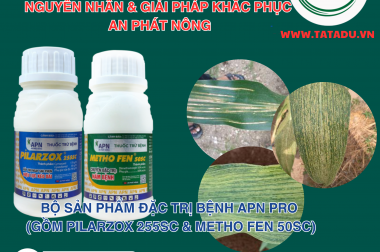 SỌC TRẮNG LÁ BẮP – NGUYÊN NHÂN VÀ GIẢI PHÁP KHẮC PHỤC AN PHÁT NÔNG