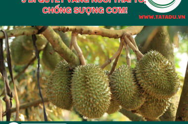 Sầu Riêng 61-80 Ngày: 5 Bí Quyết Vàng Nuôi Trái TO, Chống Sượng Cơm!