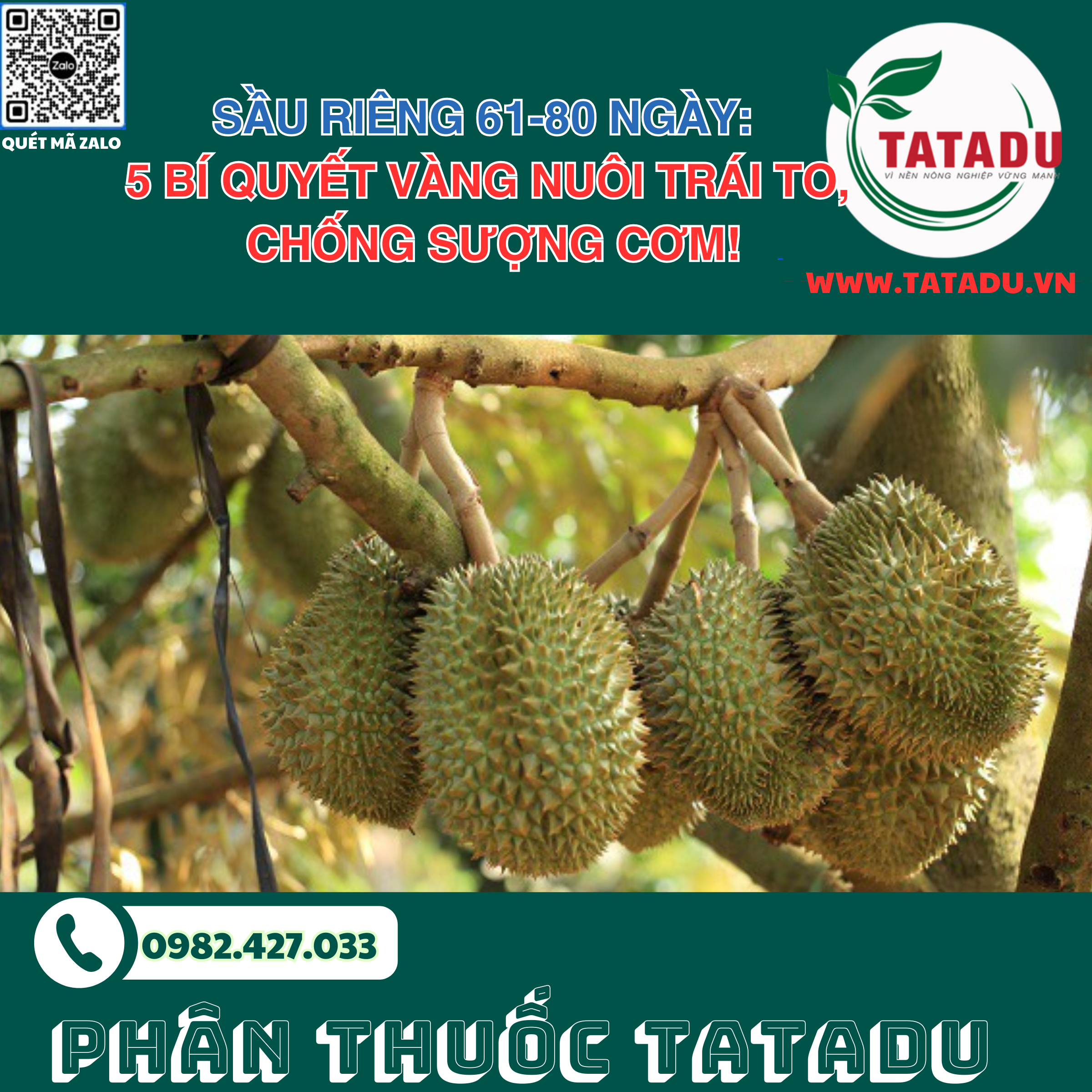 Sau Rieng 61 80 Ngay 5 Bi Quyet Vang Nuoi Trai TO Chong Suong Com