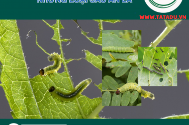 THÔNG TIN VỀ NHỮNG LOẠI SÂU ĂN LÁ