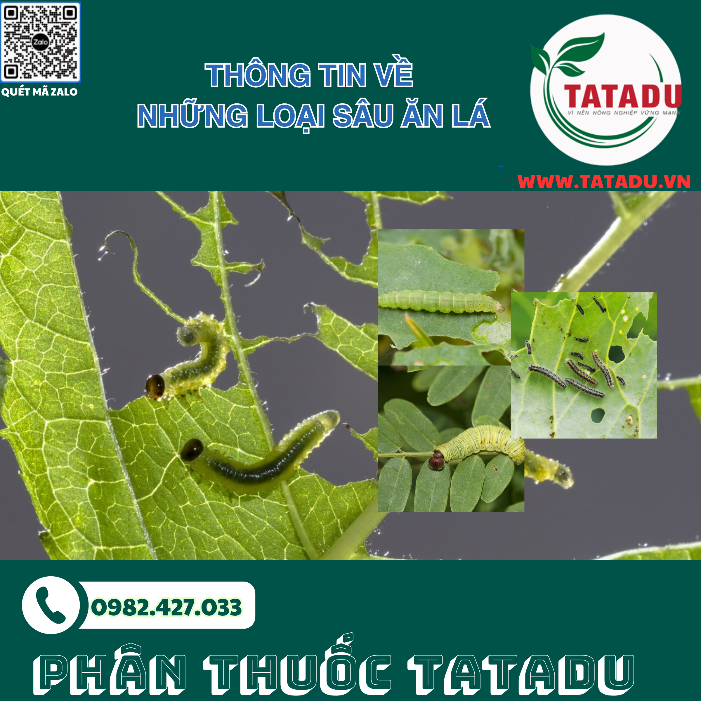 THONG TIN VE NHUNG LOAI SAU AN LA THONG TIN VE NHUNG LOAI SAU AN LA