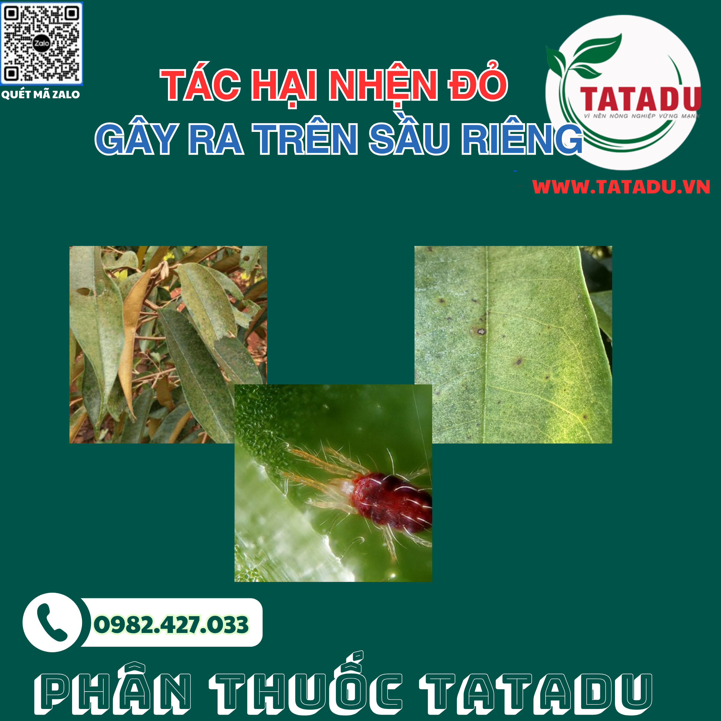 Tac hai nhen do gay ra tren sau rieng