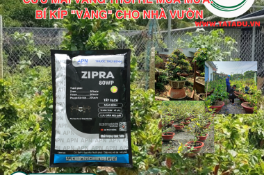 CỨU MAI VÀNG THỐI RỄ MÙA MƯA: BÍ KÍP “VÀNG” CHO NHÀ VƯỜN