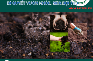 pH ĐẤT CHUẨN VÀNG: BÍ QUYẾT VƯỜN KHỎE, MÙA BỘI THU !