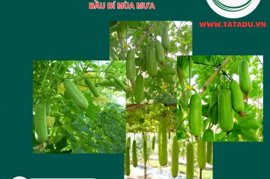 BÍ QUYẾT TĂNG ĐẬU TRÁI CHO CÂY BẦU BÍ TRONG MÙA MƯA, NÓI KHÔNG VỚI RỤNG TRÁI NON