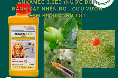 ANKAMEC 3.6EC (NƯỚC ĐỎ): ĐÁNH SẬP NHỆN ĐỎ – CỨU VƯỜN CAM BƯỞI XANH TỐT