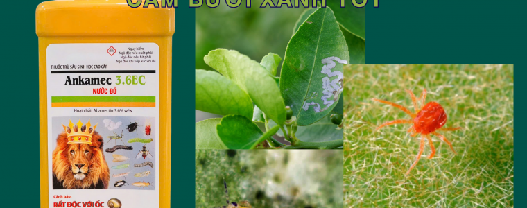 ANKAMEC 3.6EC NUOC DO DANH SAP NHEN DO CUU VUON CAM BUOI XANH TOT