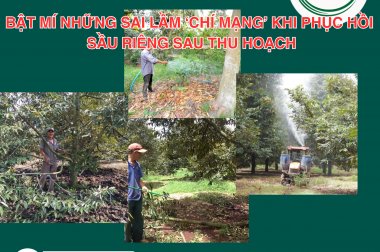 BẬT MÍ NHỮNG SAI LẦM ‘CHÍ MẠNG’ KHI PHỤC HỒI SẦU RIÊNG SAU THU HOẠCH