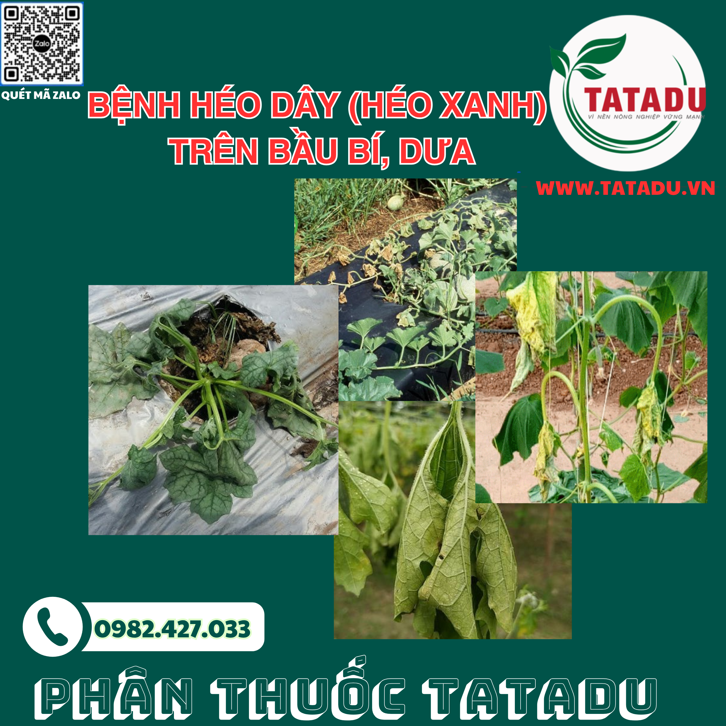 BENH HEO DAY HEO XANH TREN BAU BI DUA