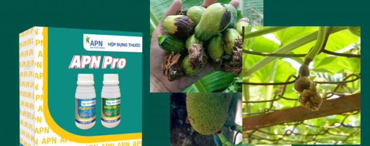 BỆNH THỐI ĐEN TRÁI NON NGUYÊN NHÂN VÀ GIẢI PHÁP