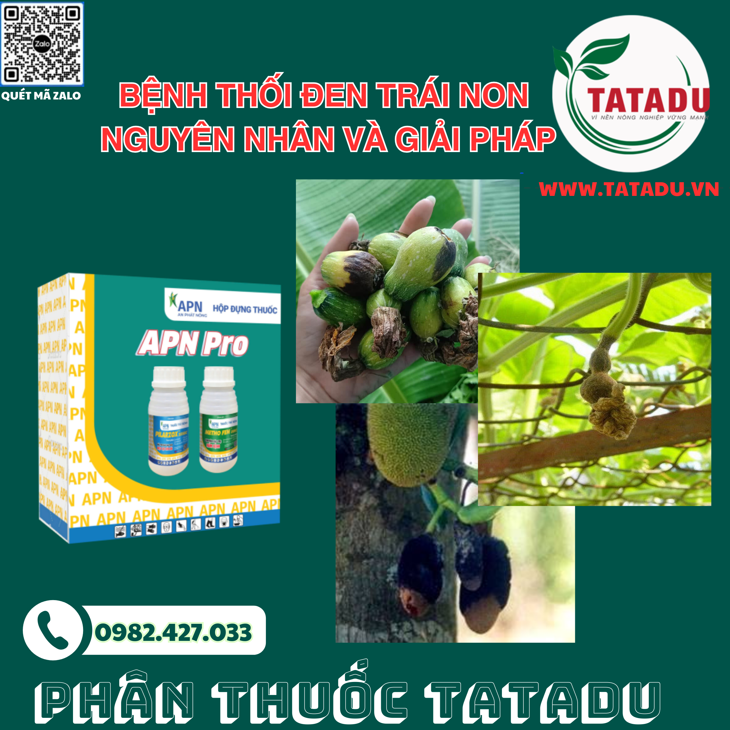 BỆNH THỐI ĐEN TRÁI NON NGUYÊN NHÂN VÀ GIẢI PHÁP