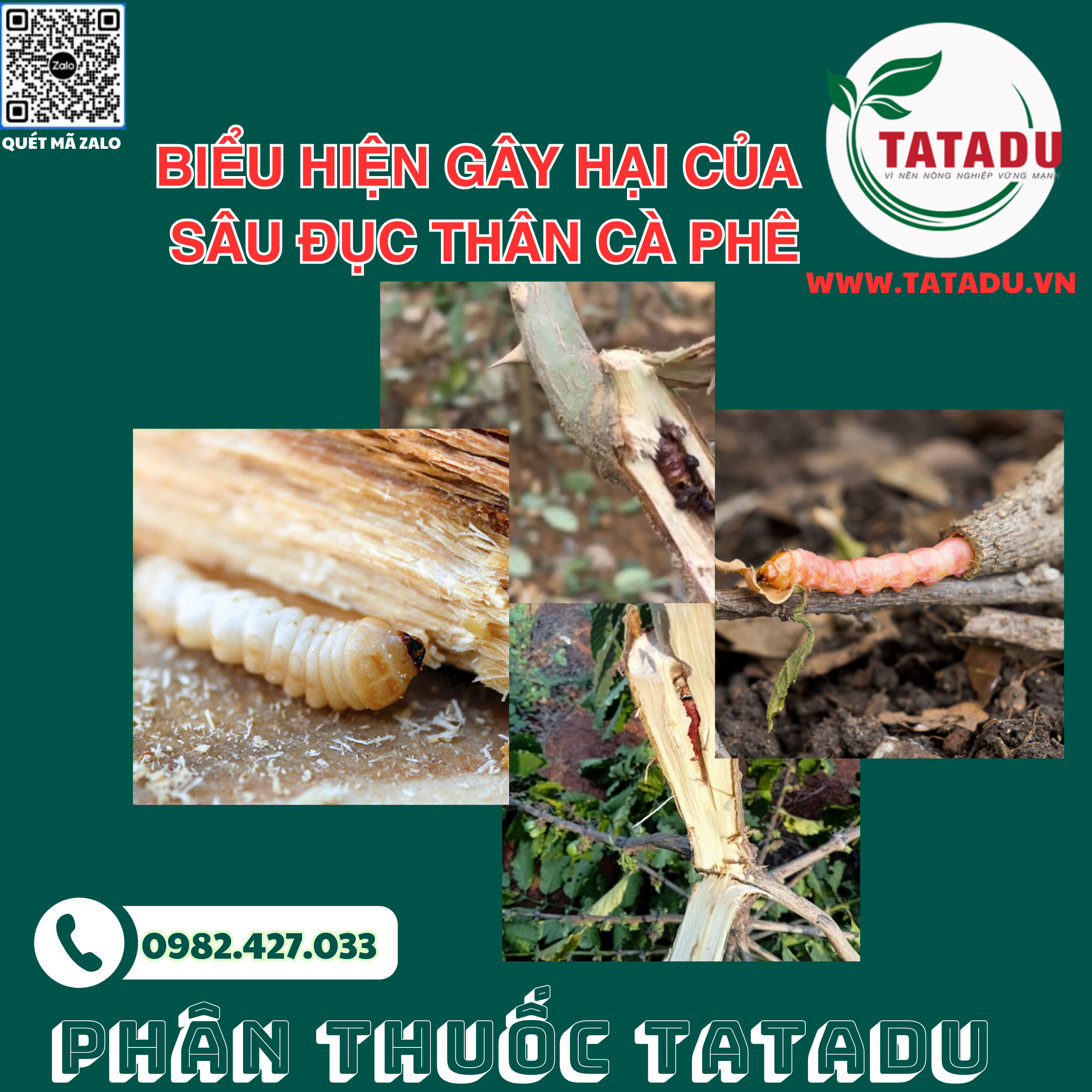 BIEU HIEN GAY HAI CUA SAU DUC THAN CA PHE