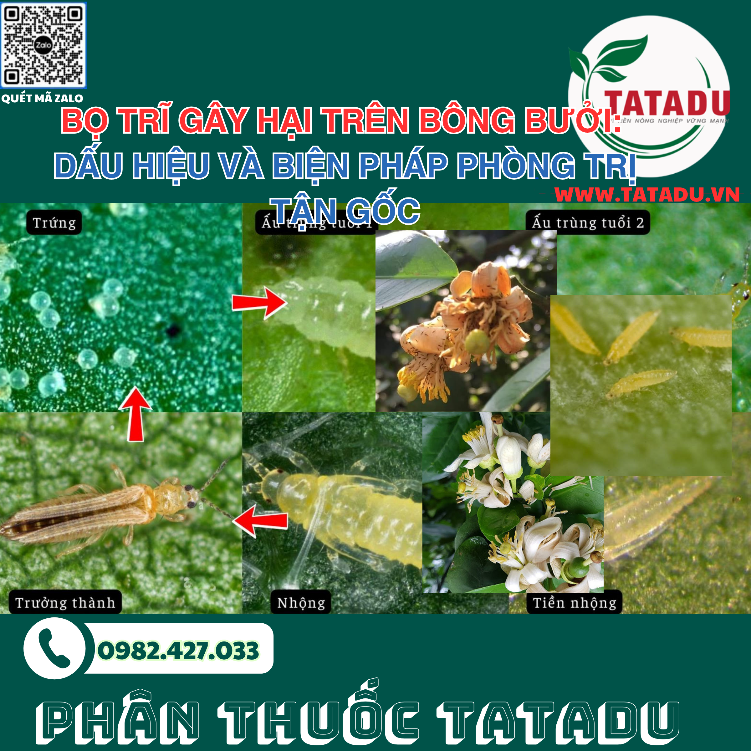 BO TRI GAY HAI TREN BONG BUOI DAU HIEU VA BIEN PHAP PHONG TRI TAN GOC 1