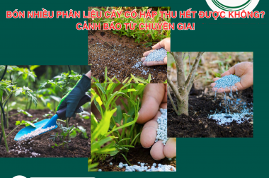 BÓN NHIỀU PHÂN LIỆU CÂY CÓ HẤP THU HẾT ĐƯỢC KHÔNG? CẢNH BÁO TỪ CHUYÊN GIA!