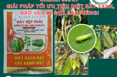 CALIRA 555WP – GIẢI PHÁP TỐI ƯU TIÊU DIỆT RẦY XANH, BẢO VỆ CƠI ĐỌT SẦU RIÊNG!