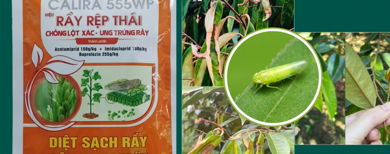 CALIRA 555WP GIAI PHAP TOI UU TIEU DIET RAY XANH BAO VE COI DOT SAU RIENG