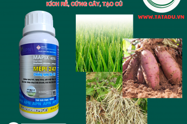 Mepiquat Chloride: “Bí Kíp” Giúp Cây Cứng Cáp, Kích Rễ, To Củ, Chống Đổ Ngã APN
