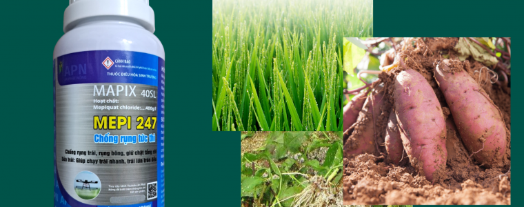 ĐIỀU HÒA SINH TRƯỞNG MEPIQUAT CHLORIDE KÍCH RỄ, CỨNG CÂY, TẠO CỦ