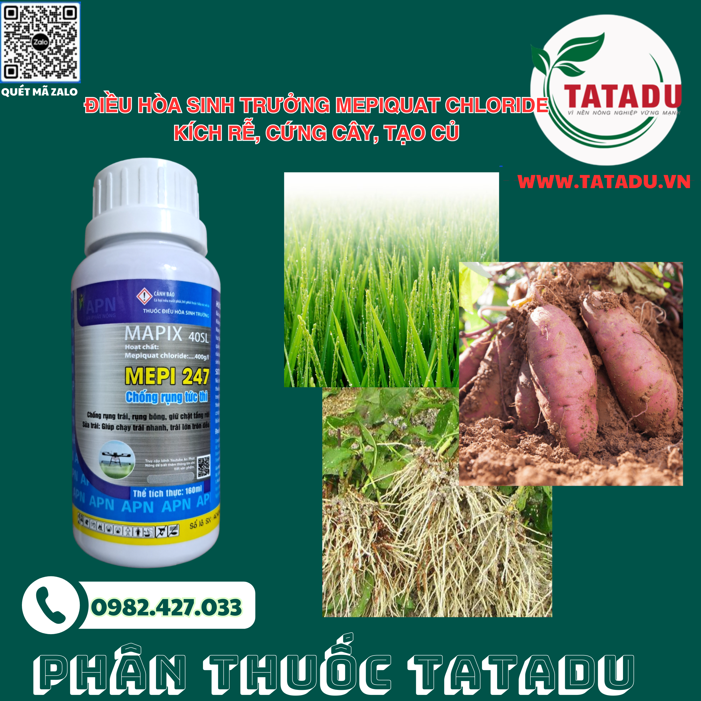 ĐIỀU HÒA SINH TRƯỞNG MEPIQUAT CHLORIDE KÍCH RỄ, CỨNG CÂY, TẠO CỦ