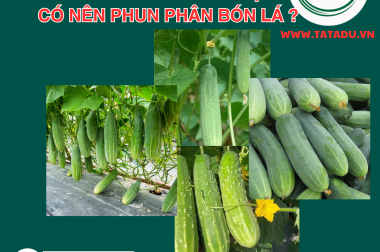 DƯA LEO ĐANG THU HOẠCH: CÓ NÊN PHUN PHÂN BÓN LÁ ? BÍ QUYẾT KÉO DÀI VỤ MÙA, TRÁI TO ĐỀU