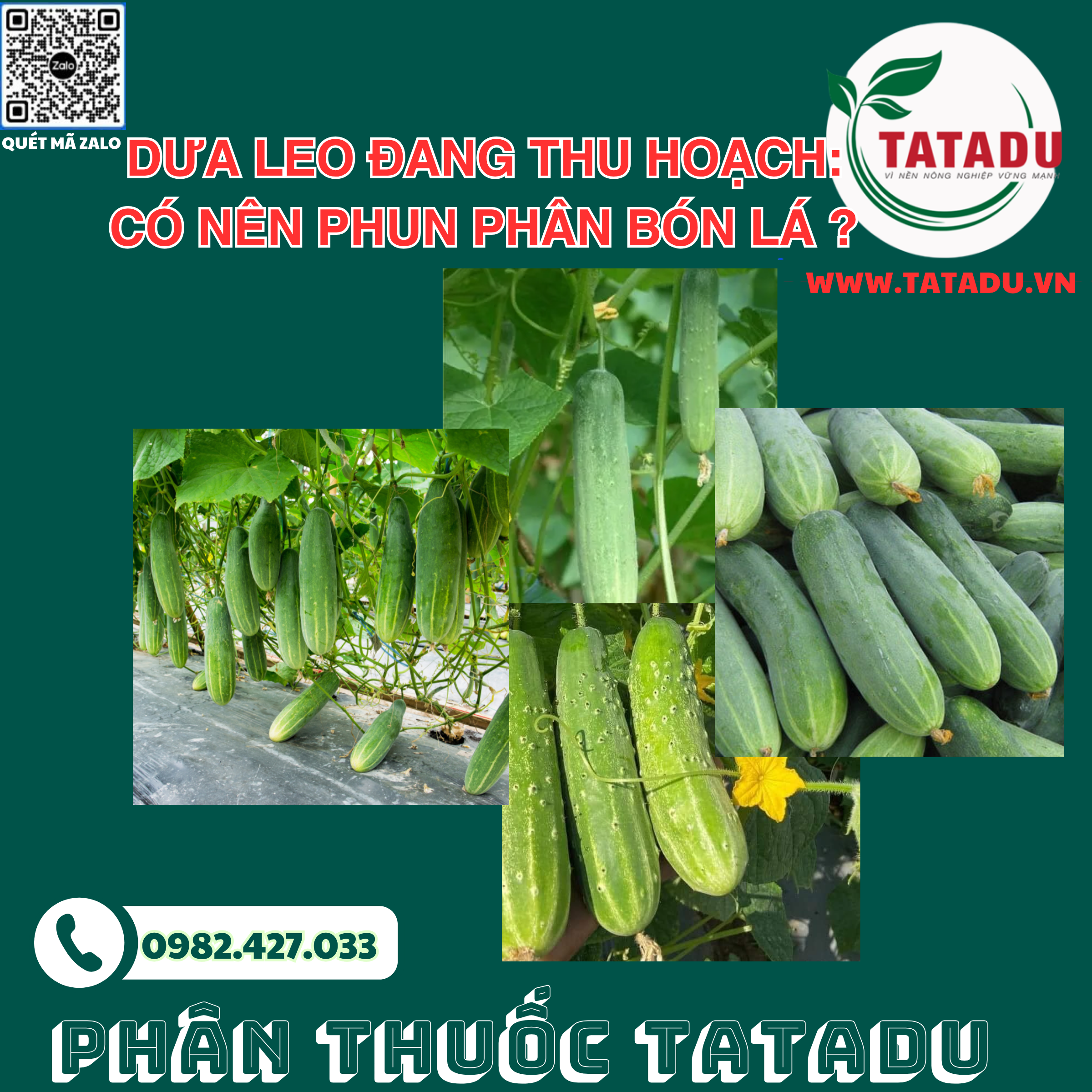 DUA LEO DANG THU HOACH CO NEN PHUN PHAN BON LA