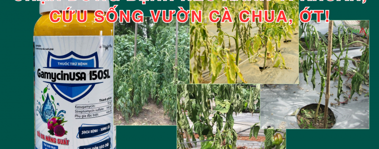 GAMYCINUSA 150SL CHAN DUNG BENH HEO XANH VI KHUAN CUU SONG VUON CA CHUA OT