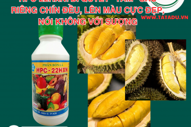 HPC-22HXN: BÍ QUYẾT “TẮM” SẦU RIÊNG CHÍN ĐỀU, LÊN MÀU CỰC ĐẸP, NÓI KHÔNG VỚI SƯỢNG