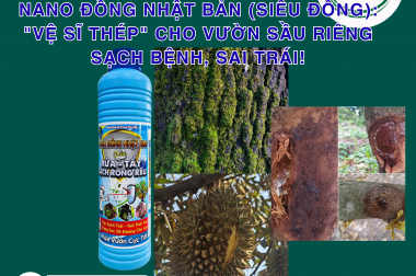 NANO ĐỒNG NHẬT BẢN (SIÊU ĐỒNG): “VỆ SĨ THÉP” CHO VƯỜN SẦU RIÊNG SẠCH BỆNH, SAI TRÁI!