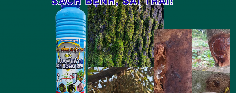 NANO DONG NHAT BAN SIEU DONG VE SI THEP CHO VUON SAU RIENG SACH BENH SAI TRAI