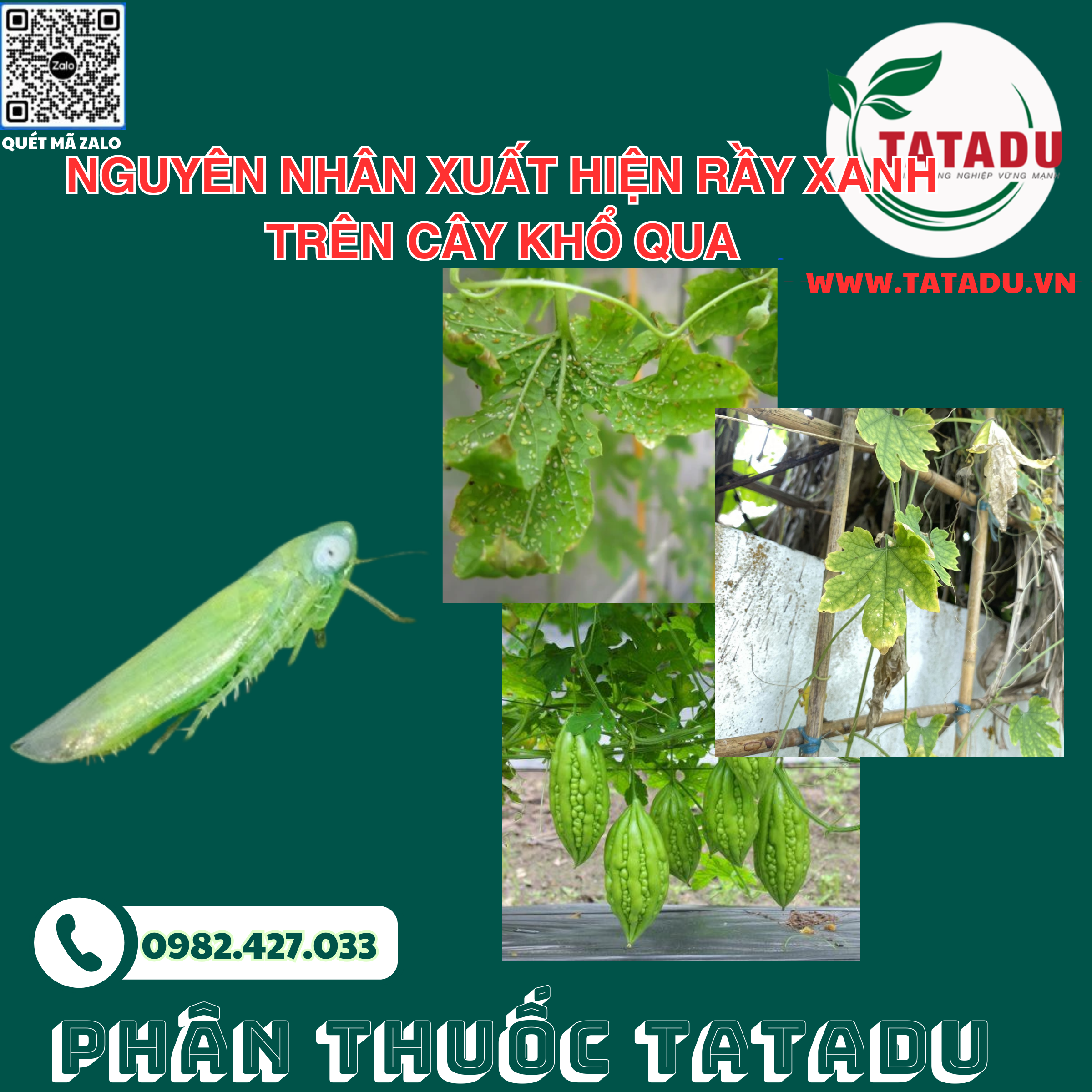Nguyen nhan xuat hien ray xanh tren cay kho qua