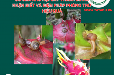 ỐC SÊN NHỎ HẠI CÂY THANH LONG: NHẬN BIẾT VÀ BIỆN PHÁP PHÒNG TRỪ HIỆU QUẢ
