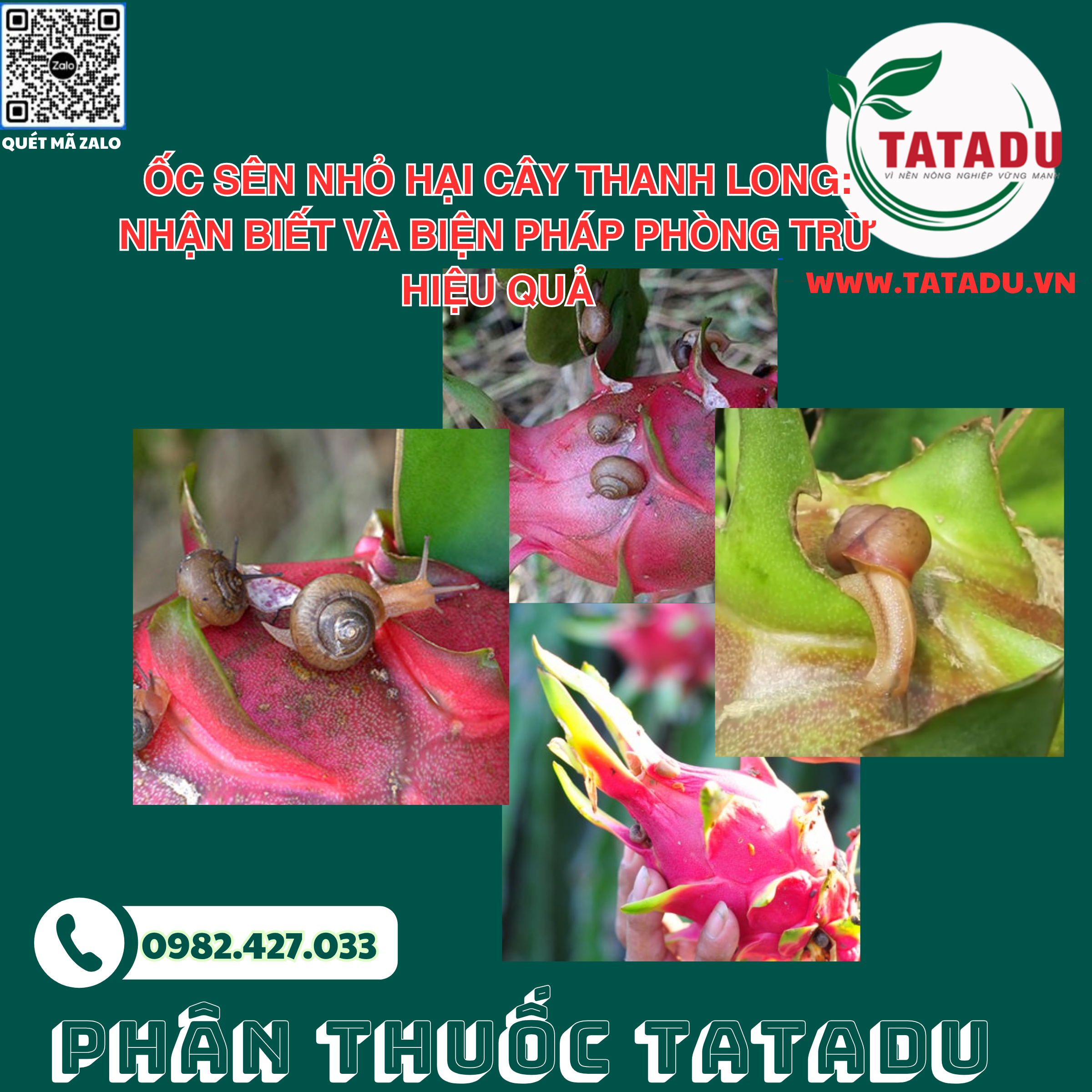 OC SEN NHO HAI CAY THANH LONG NHAN BIET VA BIEN PHAP PHONG TRU HIEU QUA 1 OC SEN NHO HAI CAY THANH LONG NHAN BIET VA BIEN PHAP PHONG TRU HIEU QUA 1