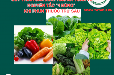QUY TRÌNH SẢN XUẤT RAU AN TOÀN VÀ NGUYÊN TẮC “4 ĐÚNG” KHI PHUN THUỐC TRỪ SÂU