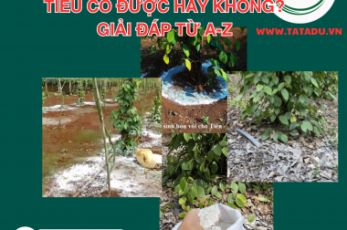 RẢI VÔI TRỰC TIẾP CHO CÂY TIÊU CÓ ĐƯỢC HAY KHÔNG? GIẢI ĐÁP TỪ A-Z