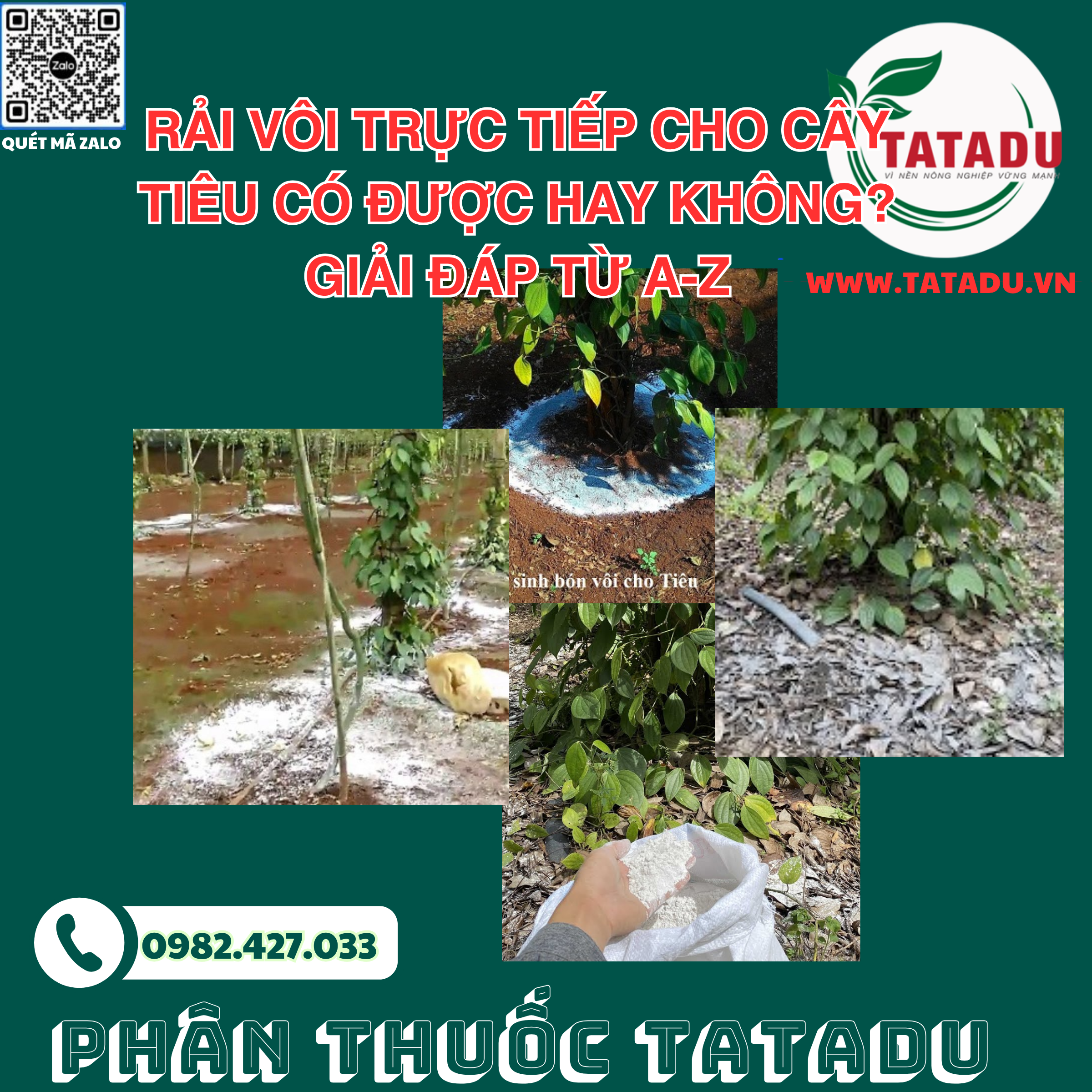 RAI VOI TRUC TIEP CHO CAY TIEU CO DUOC HAY KHONG GIAI DAP TU A Z