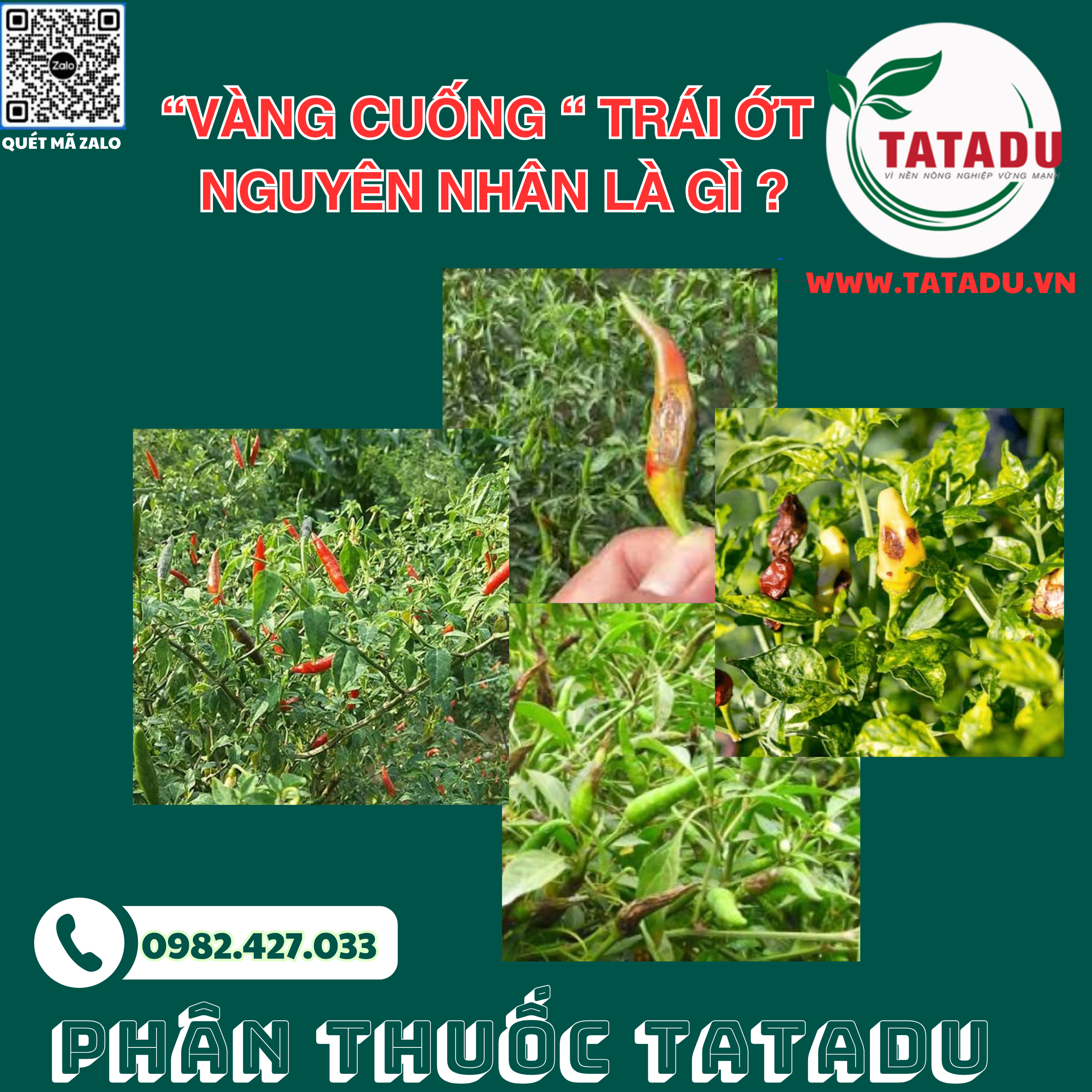 VANG CUONG TRAI OT NGUYEN NHAN LA GI