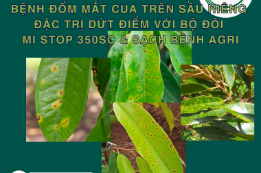 BỆNH ĐỐM MẮT CUA TRÊN SẦU RIÊNG – ĐẶC TRỊ DỨT ĐIỂM VỚI BỘ ĐÔI MI STOP + SẠCH BỆNH AGRI