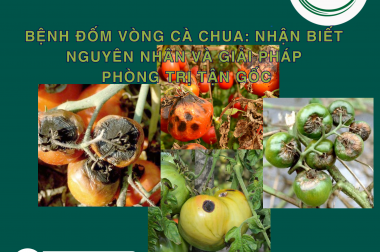 BỆNH ĐỐM VÒNG CÀ CHUA: NHẬN BIẾT NGUYÊN NHÂN VÀ GIẢI PHÁP PHÒNG TRỊ TẬN GỐC