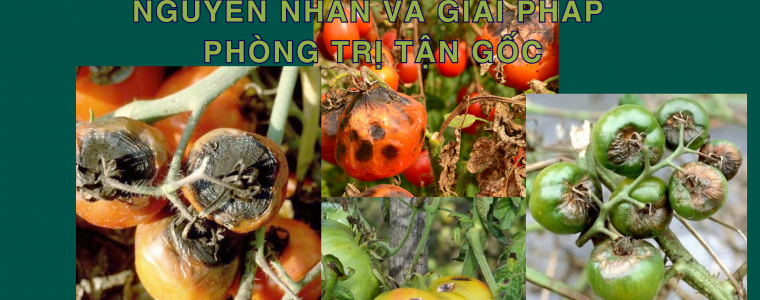 BENH DOM VONG CA CHUA NHAN BIET NGUYEN NHAN VA GIAI PHAP PHONG TRI TAN GOC