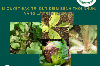 BÍ QUYẾT ĐẶC TRỊ DỨT ĐIỂM BỆNH THỐI NHŨN, VÀNG LÁ TRÊN RAU MÀU