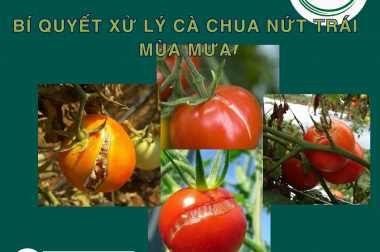 BÍ QUYẾT XỬ LÝ CÀ CHUA NỨT TRÁI MÙA MƯA: NGUYÊN NHÂN VÀ GIẢI PHÁP HIỆU QUẢ