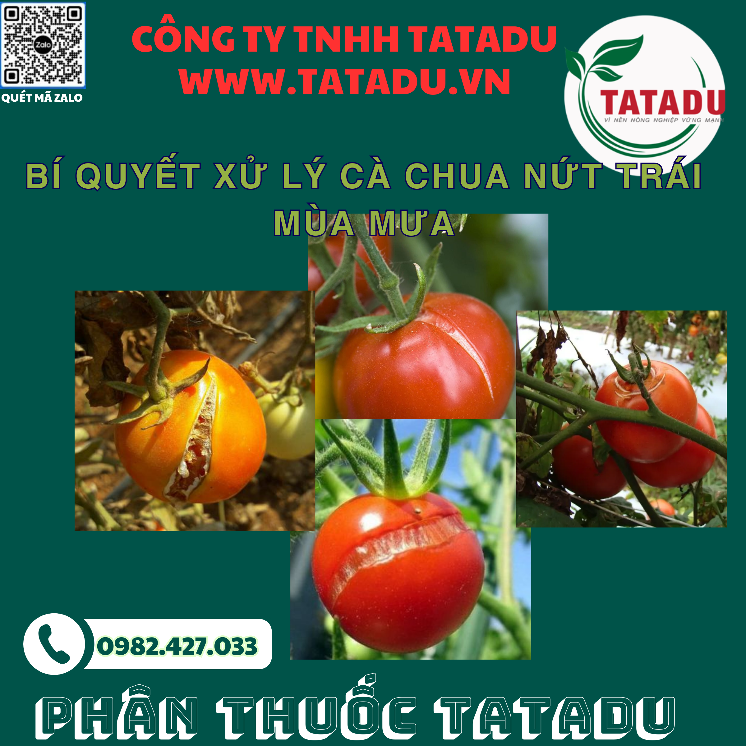 BI QUYET XU LY CA CHUA NUT TRAI MUA MUA