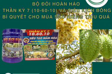 BỘ ĐÔI HOÀN HẢO THẦN KỲ 7 (10-60-10) VÀ SIÊU KÍCH BÔNG – BÍ QUYẾT CHO MÙA SẦU RIÊNG TRĨU QUẢ