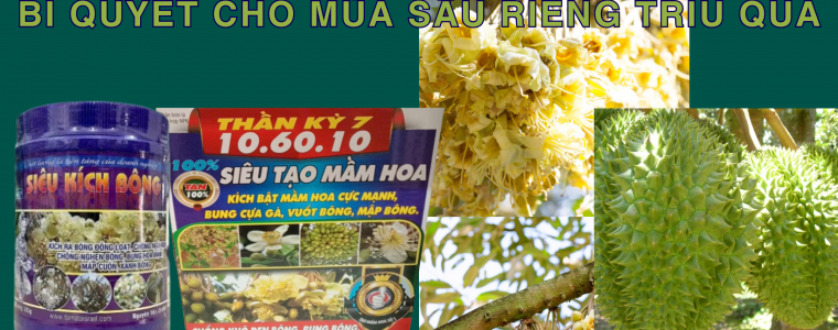 BO DOI HOAN HAO THAN KY 7 10 60 10 VA SIEU KICH BONG BI QUYET CHO MUA SAU RIENG TRIU QUA