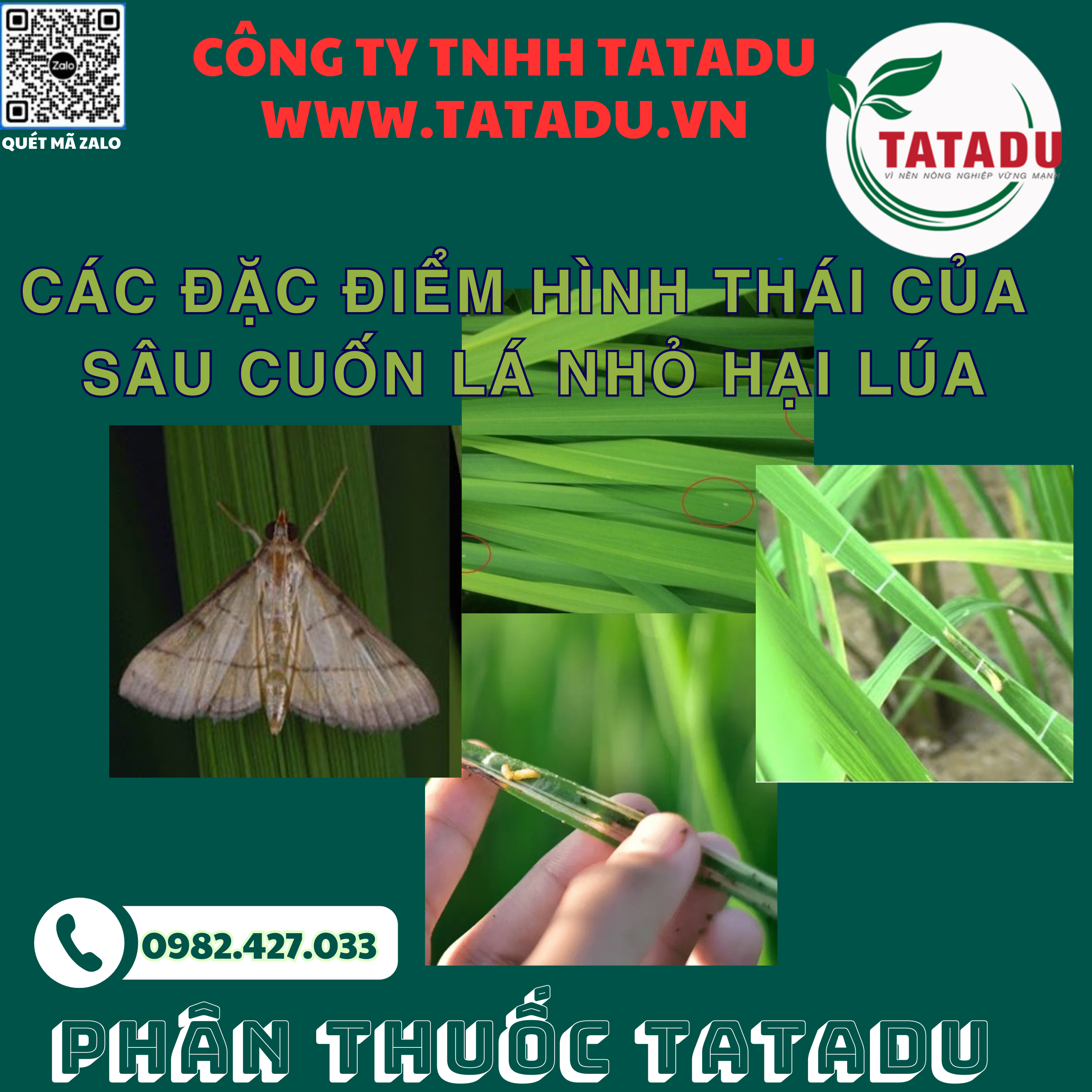 Cac dac diem hinh thai cua sau cuon la nho hai lua Cac dac diem hinh thai cua sau cuon la nho hai lua