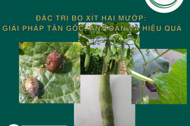 ĐẶC TRỊ BỌ XÍT HẠI MƯỚP: GIẢI PHÁP TẬN GỐC, AN TOÀN VÀ HIỆU QUẢ